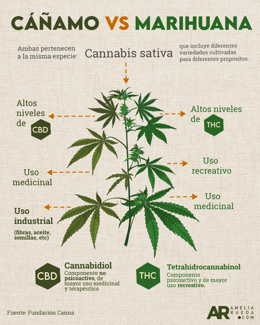 Diferencia entre cáñamo y marihuana